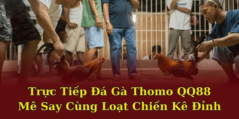 Trực tiếp đá gà Thomo